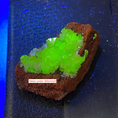 ADAMITE ON LIMONITE : OJUELA MINE, MAPIMI, DURANGO, MEXICO 21g MF5445