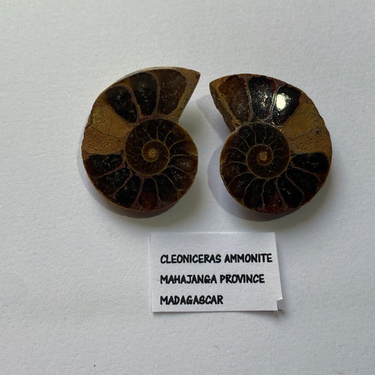 AMMONITE - Cleoniceras : MAHAJANGA PROVINCE, MADAGASCAR 7g MF9936