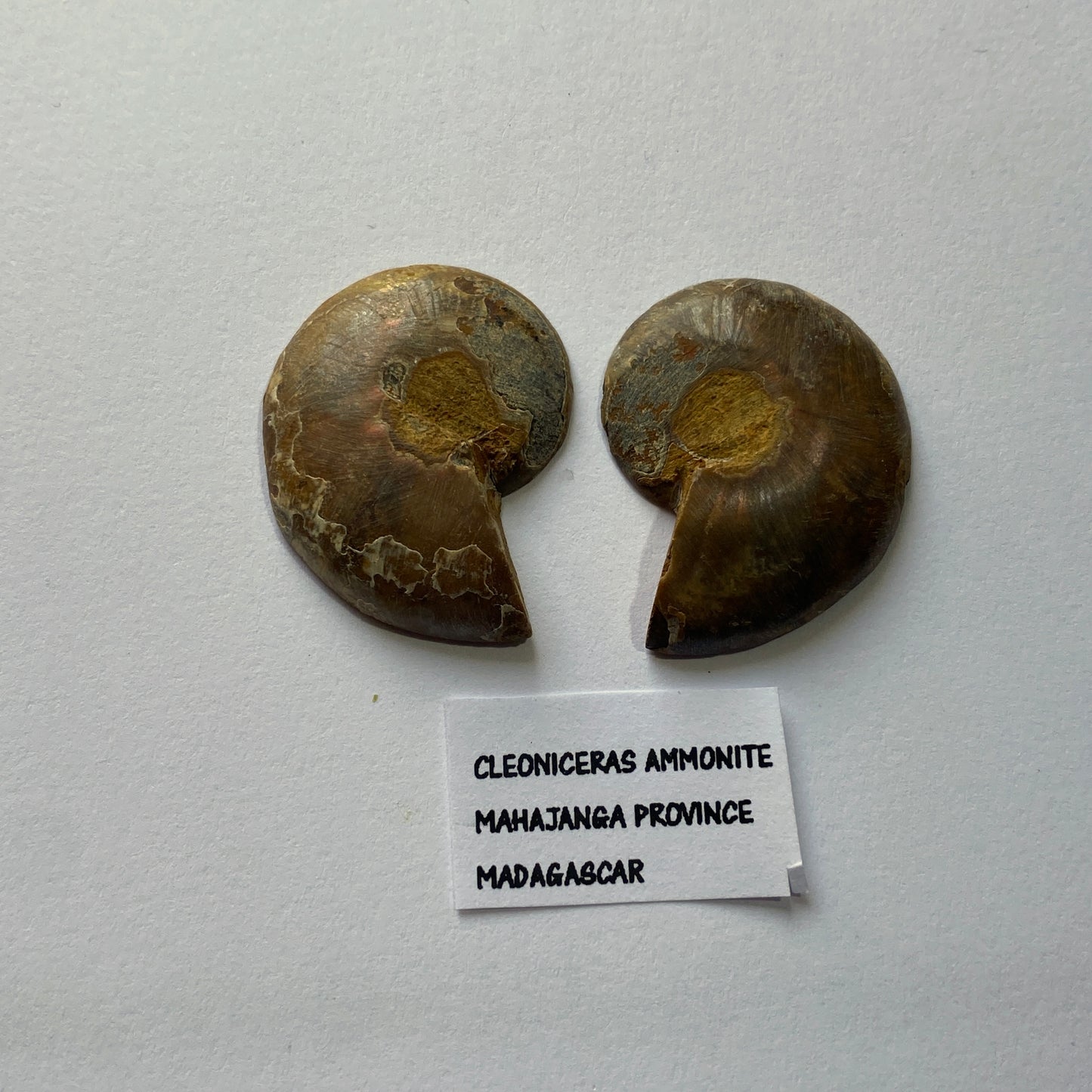 AMMONITE - Cleoniceras : MAHAJANGA PROVINCE, MADAGASCAR 7g MF9936