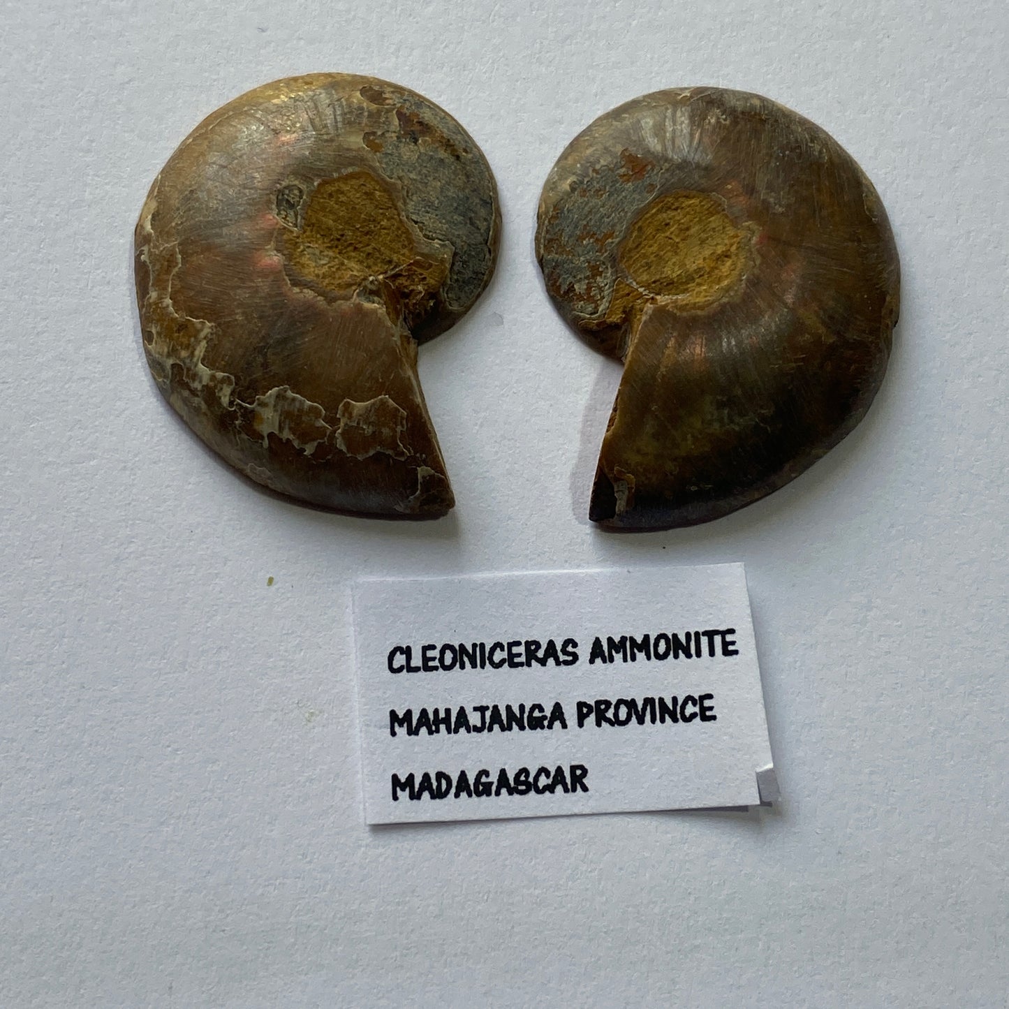 AMMONITE - Cleoniceras : MAHAJANGA PROVINCE, MADAGASCAR 7g MF9936