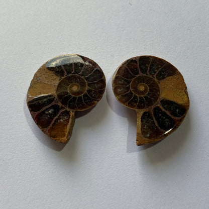 AMMONITE - Cleoniceras : MAHAJANGA PROVINCE, MADAGASCAR 7g MF9936