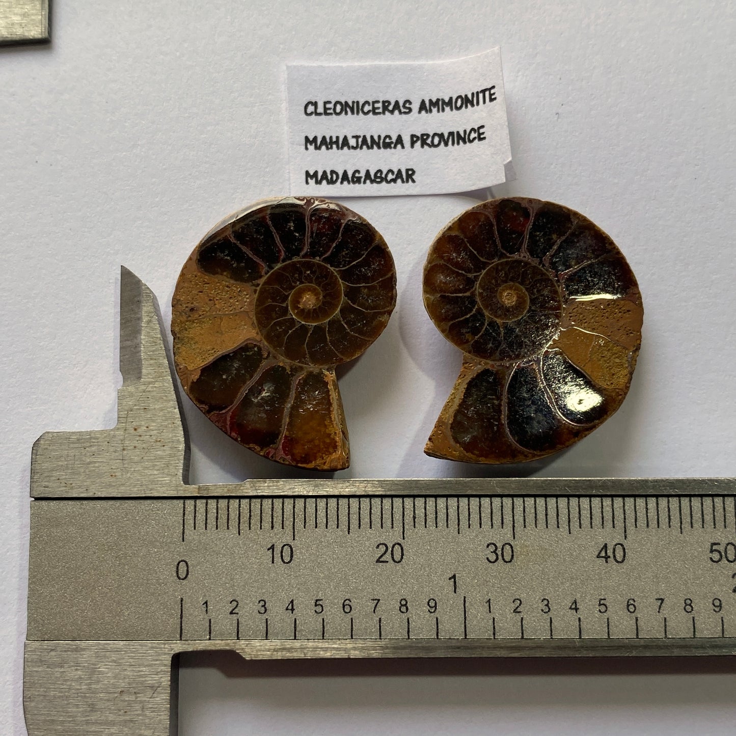 AMMONITE - Cleoniceras : MAHAJANGA PROVINCE, MADAGASCAR 7g MF9936