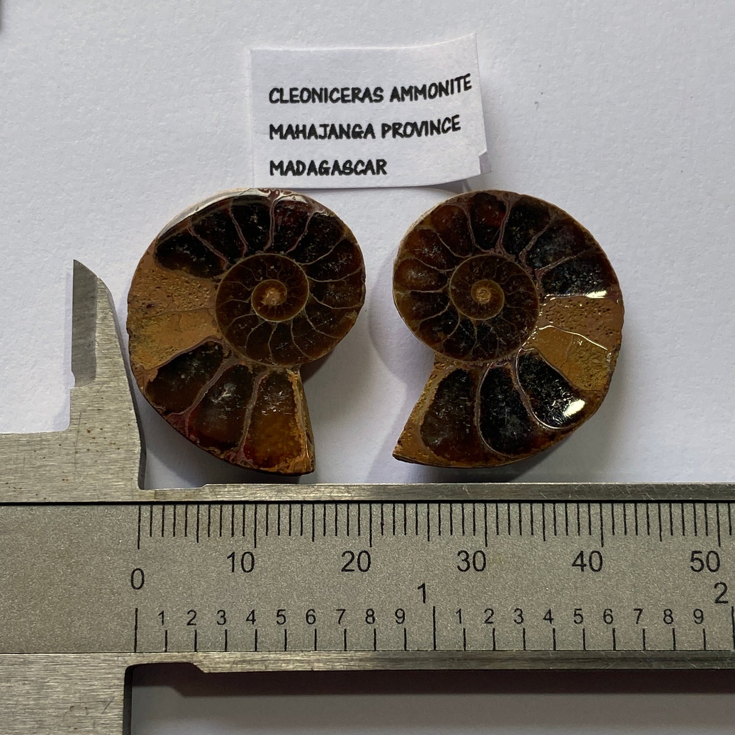 AMMONITE - Cleoniceras : MAHAJANGA PROVINCE, MADAGASCAR 7g MF9936