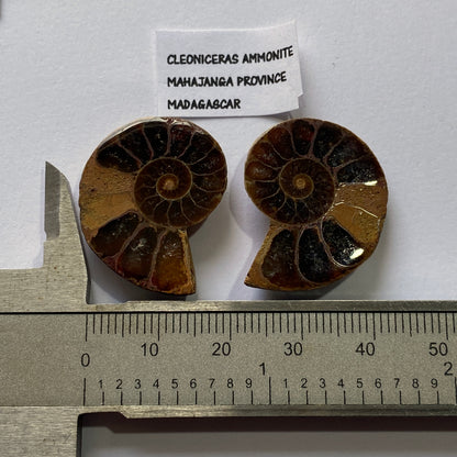 AMMONITE - Cleoniceras : MAHAJANGA PROVINCE, MADAGASCAR 7g MF9936