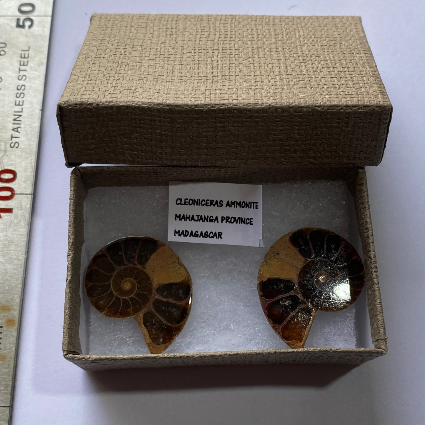 AMMONITE - Cleoniceras : MAHAJANGA PROVINCE, MADAGASCAR 7g MF9936