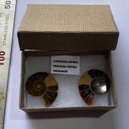 AMMONITE - Cleoniceras : MAHAJANGA PROVINCE, MADAGASCAR 7g MF9936