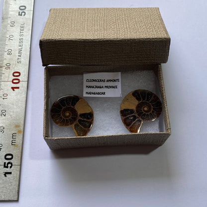 AMMONITE - Cleoniceras : MAHAJANGA PROVINCE, MADAGASCAR 7g MF9936