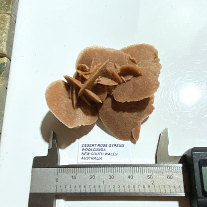 DESERT ROSE GYPSUM : WOOLCUNDA, NEW SOUTH WALES, AUSTRALIA. 39g MF5434
