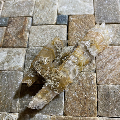 GYPSUM-SELENITE : CHINKAPOOP, VICTORIA, AUSTRALIA. 15g. MF5439