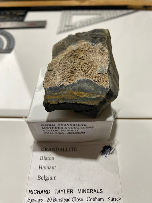RADIAL CRANDALLITE : MONT-DES-GROSGILLERS, BLATON, BELGIUM  79g MF4733