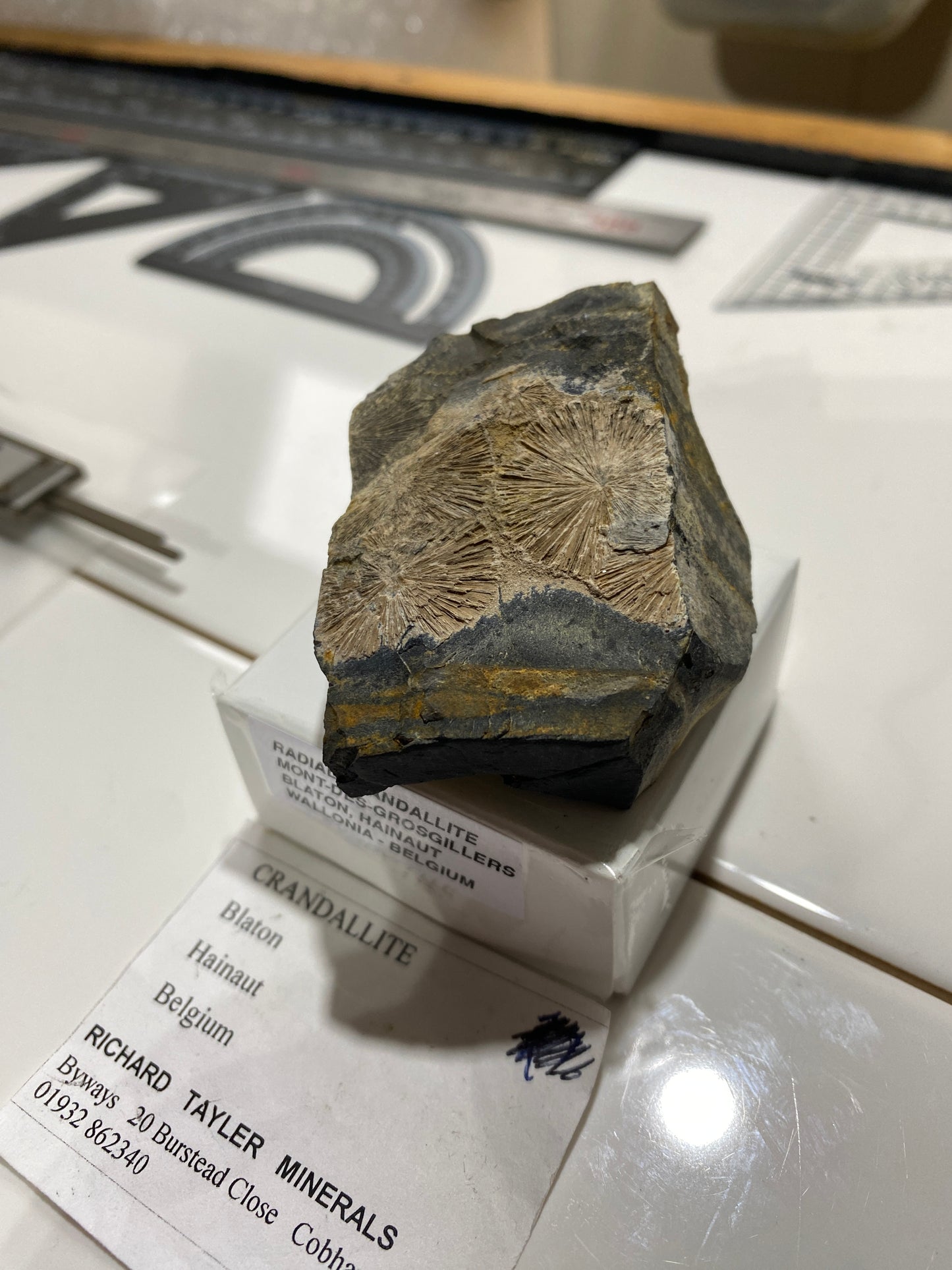 RADIAL CRANDALLITE : MONT-DES-GROSGILLERS, BLATON, BELGIUM  79g MF4733