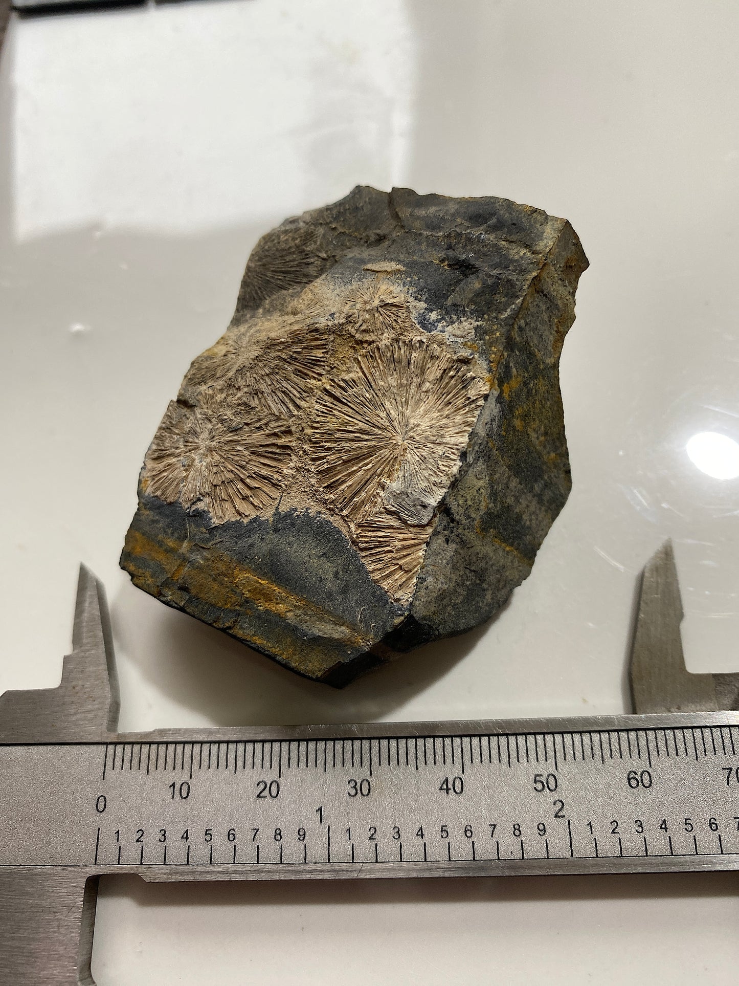 RADIAL CRANDALLITE : MONT-DES-GROSGILLERS, BLATON, BELGIUM  79g MF4733