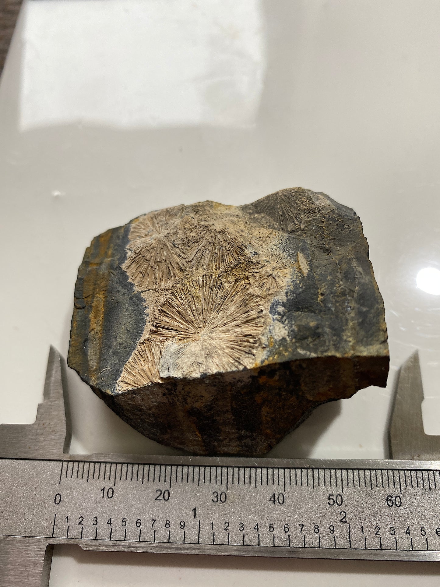 RADIAL CRANDALLITE : MONT-DES-GROSGILLERS, BLATON, BELGIUM  79g MF4733