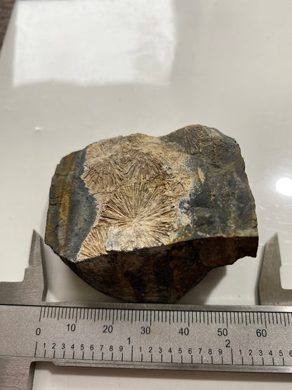 RADIAL CRANDALLITE : MONT-DES-GROSGILLERS, BLATON, BELGIUM  79g MF4733