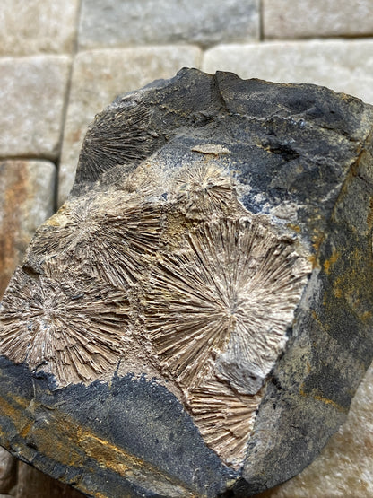 RADIAL CRANDALLITE : MONT-DES-GROSGILLERS, BLATON, BELGIUM  79g MF4733