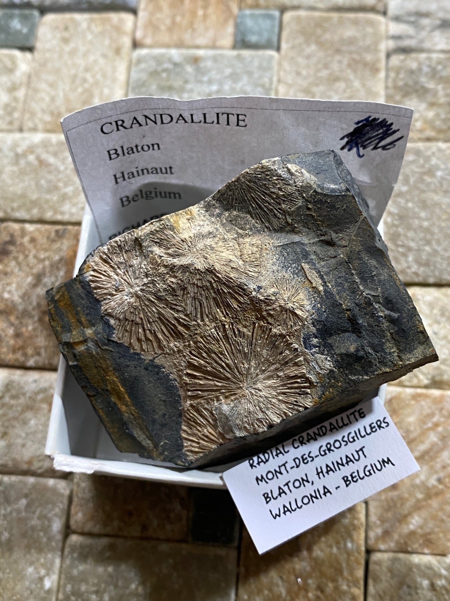 RADIAL CRANDALLITE : MONT-DES-GROSGILLERS, BLATON, BELGIUM  79g MF4733