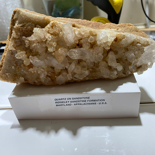 QUARTZ CRYSTALS ON SANDSTONE : RIDGELEY SANDSTONE FORMATION, MARYLAND U.S.A. 496g MF5466