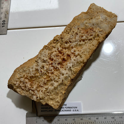 QUARTZ CRYSTALS ON SANDSTONE : RIDGELEY SANDSTONE FORMATION, MARYLAND U.S.A. 496g MF5466