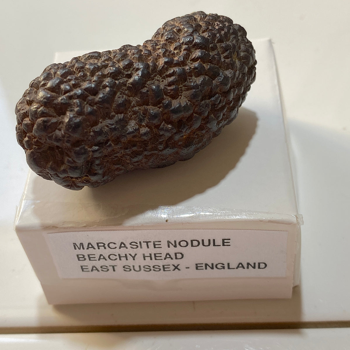 MARCASITE NODULE : BEACHY HEAD, EAST SUSSEX, ENGLAND 65g MF5478