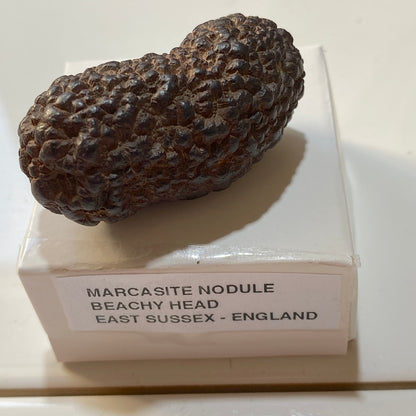 MARCASITE NODULE : BEACHY HEAD, EAST SUSSEX, ENGLAND 65g MF5478