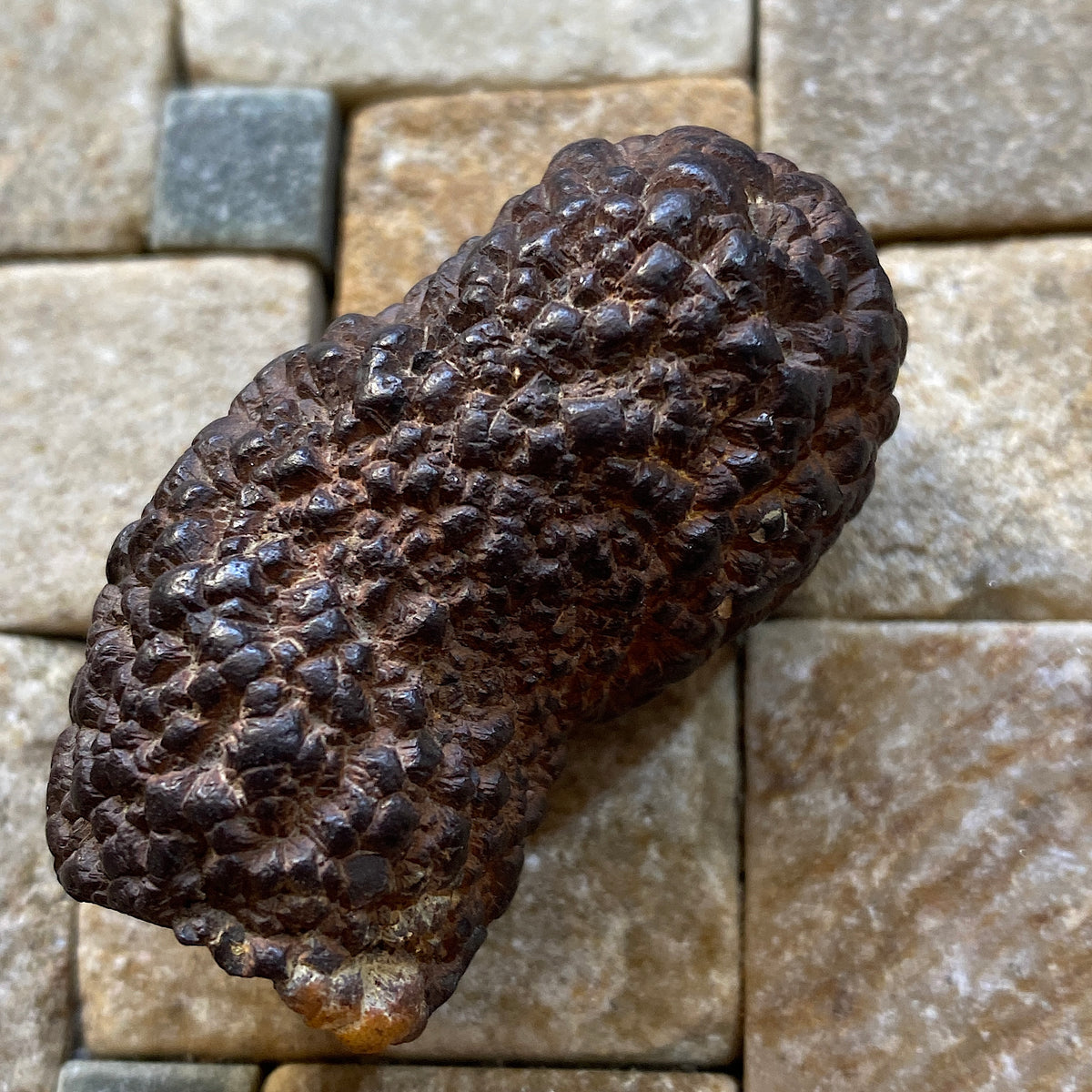 MARCASITE NODULE : BEACHY HEAD, EAST SUSSEX, ENGLAND 65g MF5478