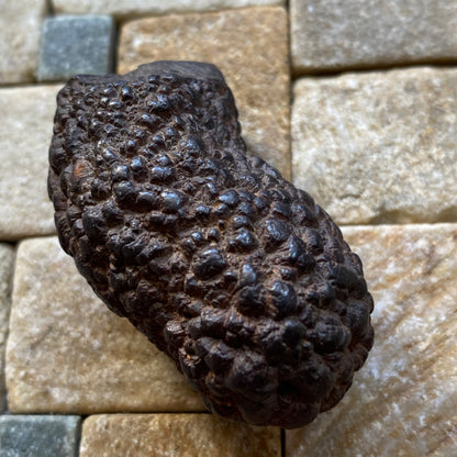 MARCASITE NODULE : BEACHY HEAD, EAST SUSSEX, ENGLAND 65g MF5478
