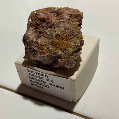 WULFENITE ON MATRIX : TOUSSIT MINING DISTRICT, ORIENTAL - MOROCCO  37g MF5480