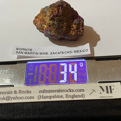 BORNITE : SAN MARTIN MINE, ZACATECAS - MEXICO : 34g. MF5484