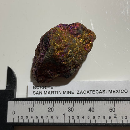 BORNITE : SAN MARTIN MINE, ZACATECAS - MEXICO : 34g. MF5484
