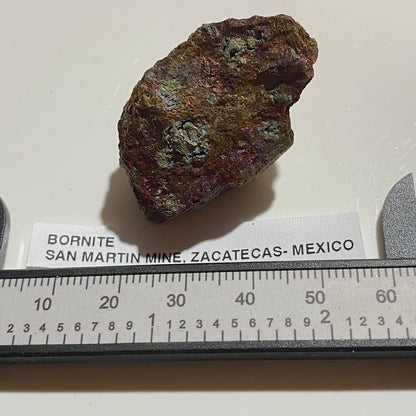 BORNITE : SAN MARTIN MINE, ZACATECAS - MEXICO : 34g. MF5484