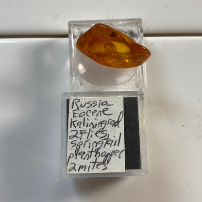 AMBER - KALININGRAD, THE BALTIC, RUSSIA. 2g. MF2373