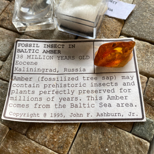 AMBER - KALININGRAD, THE BALTIC, RUSSIA. 2g. MF2373