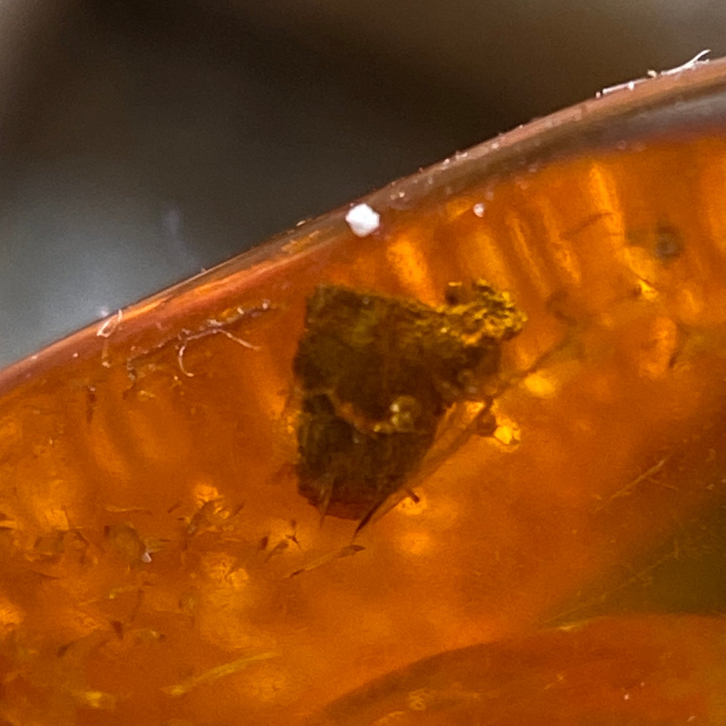 AMBER - KALININGRAD, THE BALTIC, RUSSIA. 2g. MF2373