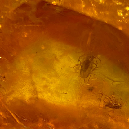 AMBER - KALININGRAD, THE BALTIC, RUSSIA. 2g. MF2373