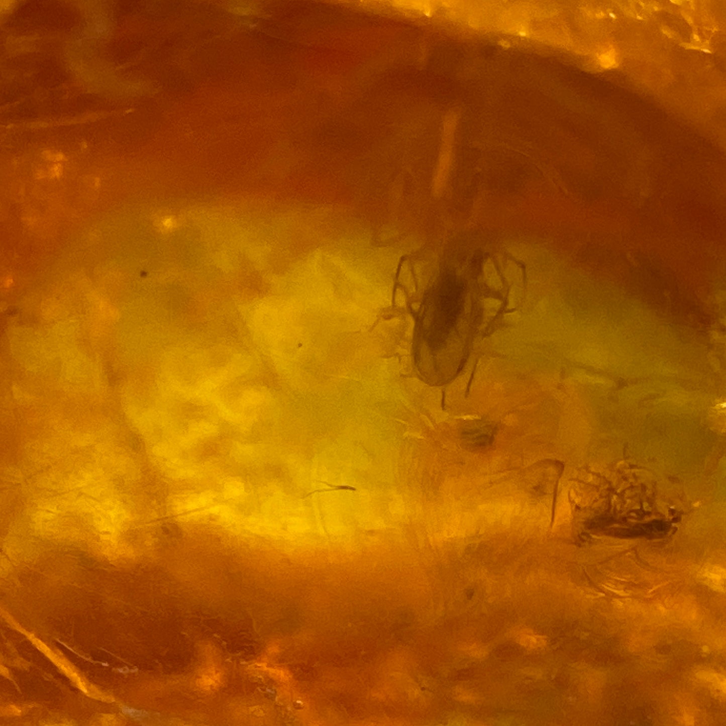 AMBER - KALININGRAD, THE BALTIC, RUSSIA. 2g. MF2373