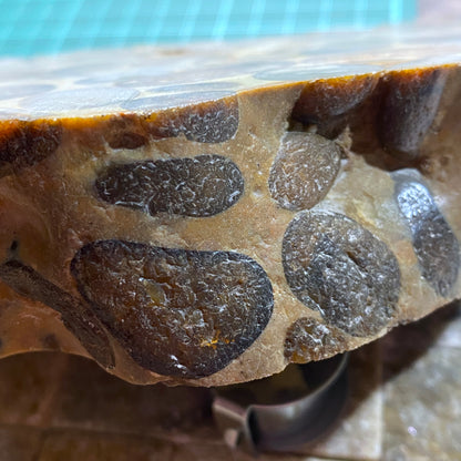 "PUDDINGSTONE" CONGLOMERATE - WARE, HERTFORDSHIRE, ENGLAND LARGE SPECIMEN 865g MF2138