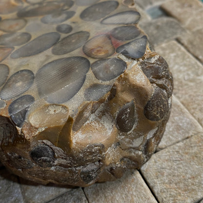 "PUDDINGSTONE" CONGLOMERATE - WARE, HERTFORDSHIRE, ENGLAND LARGE SPECIMEN 865g MF2138