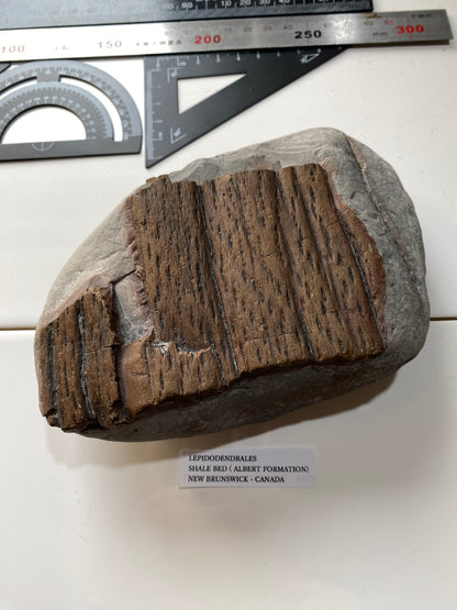LEPIDODENDRALES : SHALE BED, ALBERT FORMATION, NEW BRUNSWICK, CANADA. 1045g MF4752