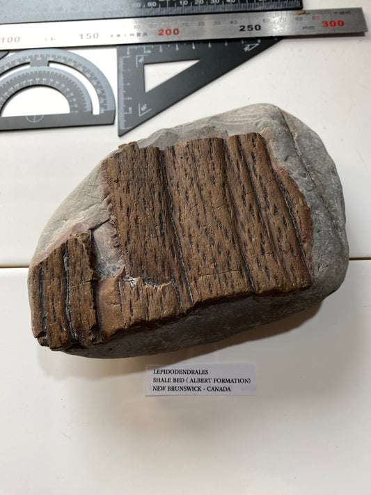 LEPIDODENDRALES : SHALE BED, ALBERT FORMATION, NEW BRUNSWICK, CANADA. 1045g MF4752
