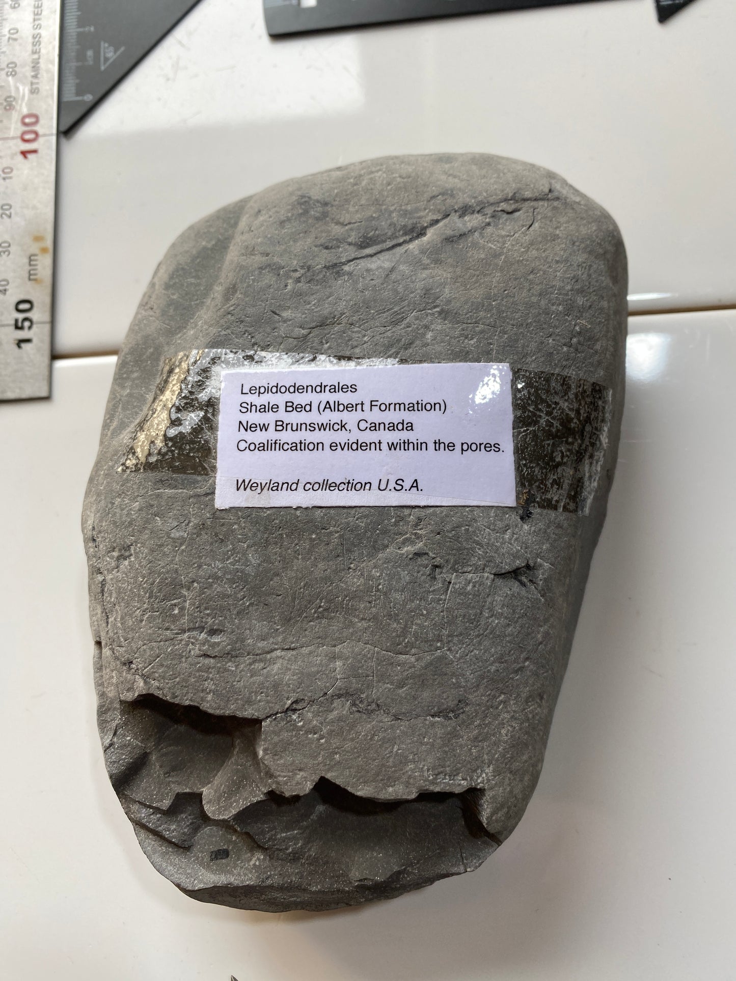 LEPIDODENDRALES : SHALE BED, ALBERT FORMATION, NEW BRUNSWICK, CANADA. 1045g MF4752