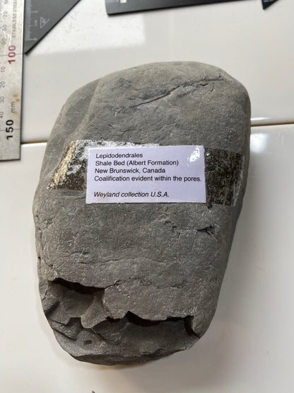 LEPIDODENDRALES : SHALE BED, ALBERT FORMATION, NEW BRUNSWICK, CANADA. 1045g MF4752