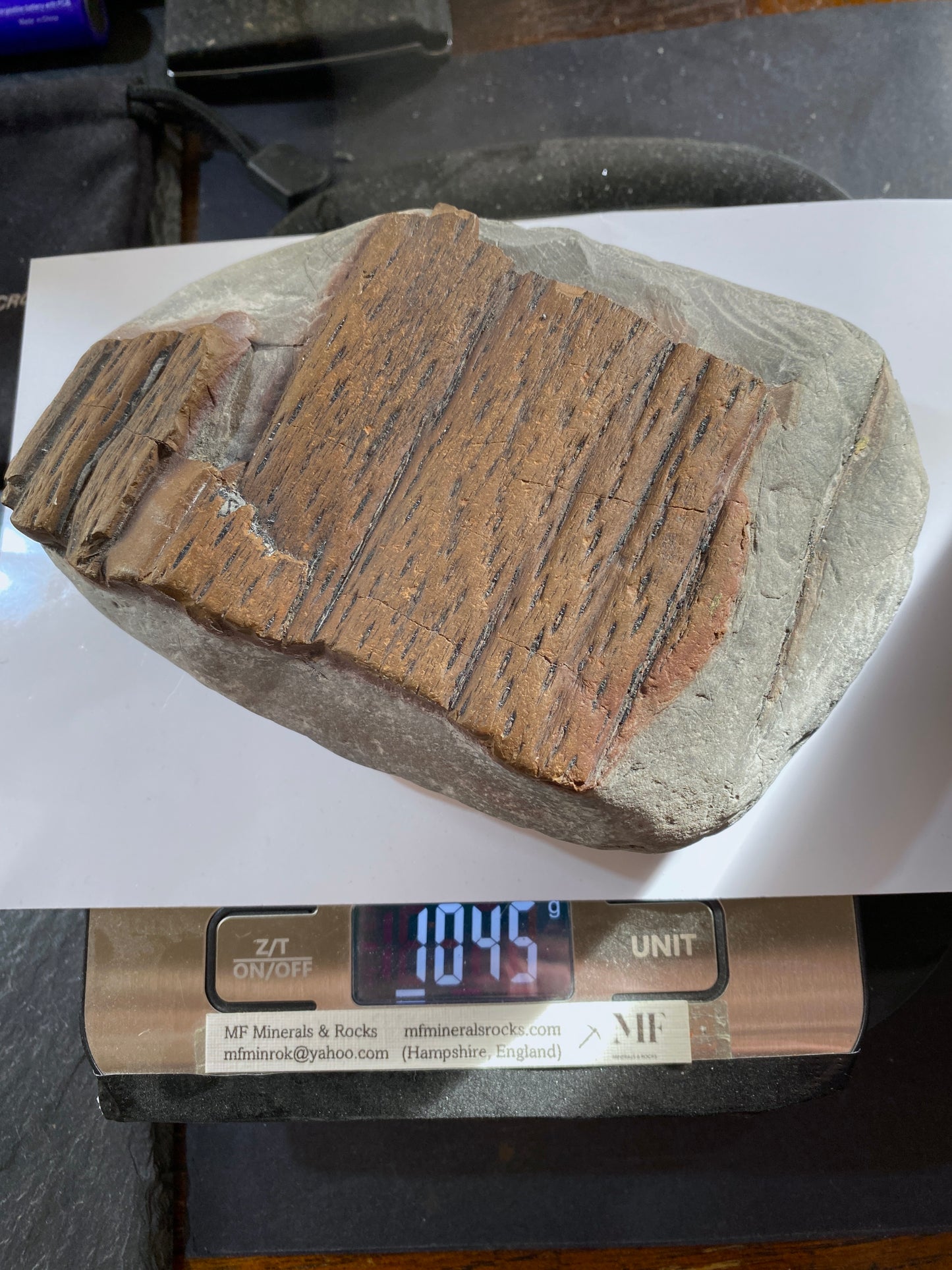 LEPIDODENDRALES : SHALE BED, ALBERT FORMATION, NEW BRUNSWICK, CANADA. 1045g MF4752