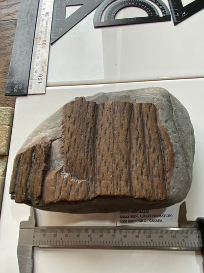 LEPIDODENDRALES : SHALE BED, ALBERT FORMATION, NEW BRUNSWICK, CANADA. 1045g MF4752