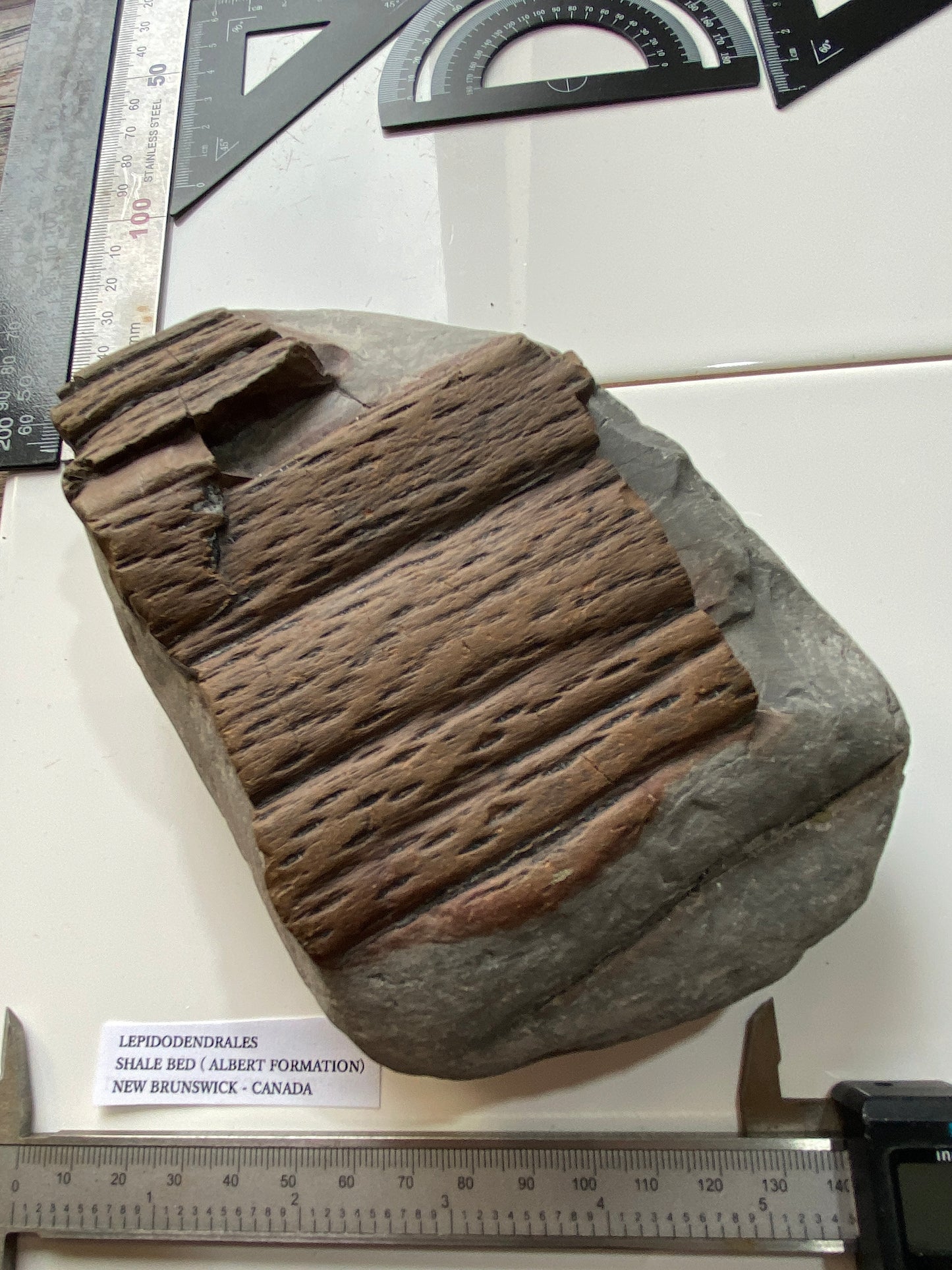 LEPIDODENDRALES : SHALE BED, ALBERT FORMATION, NEW BRUNSWICK, CANADA. 1045g MF4752