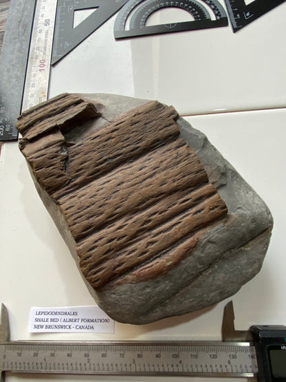 LEPIDODENDRALES : SHALE BED, ALBERT FORMATION, NEW BRUNSWICK, CANADA. 1045g MF4752