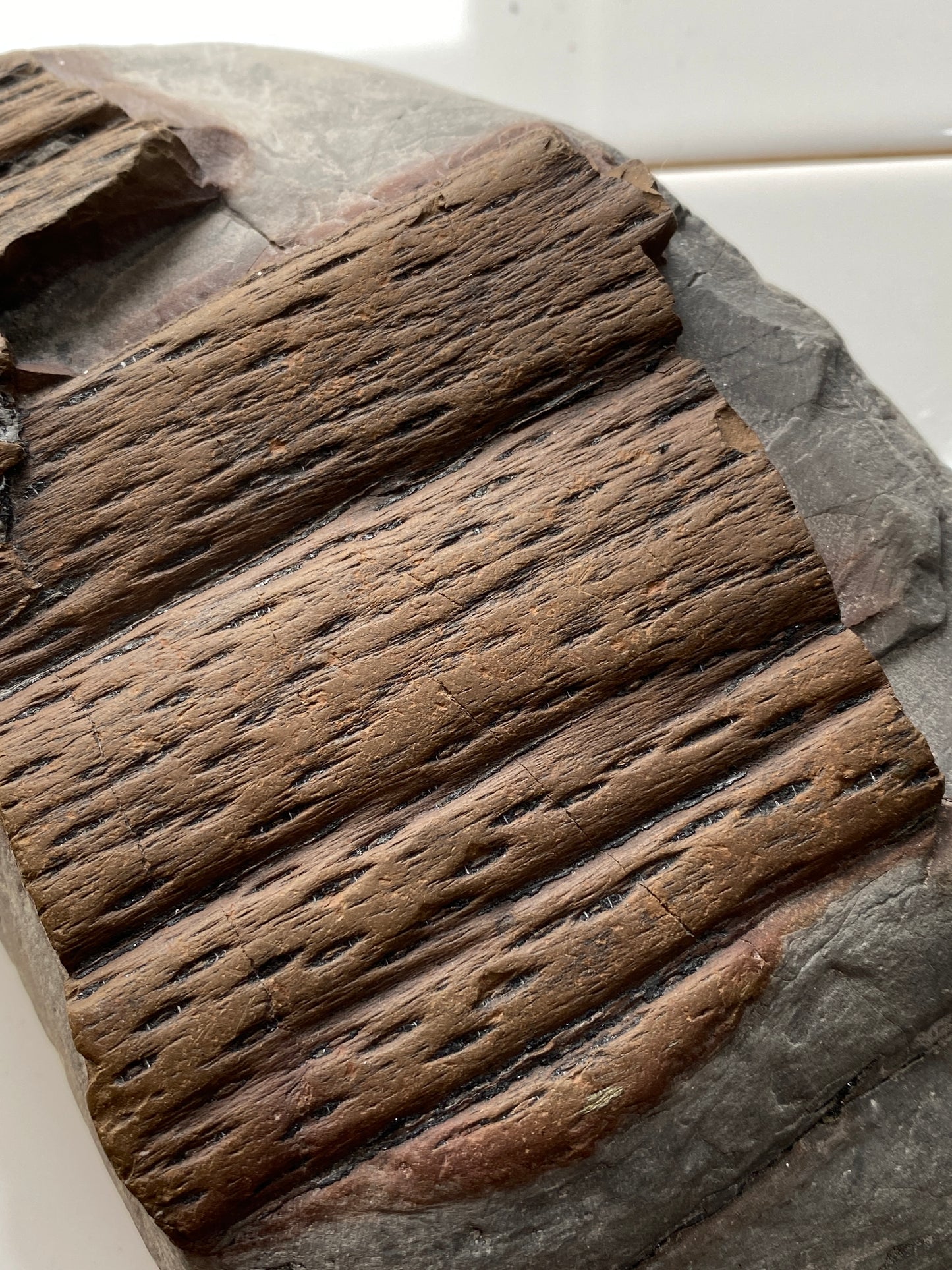 LEPIDODENDRALES : SHALE BED, ALBERT FORMATION, NEW BRUNSWICK, CANADA. 1045g MF4752
