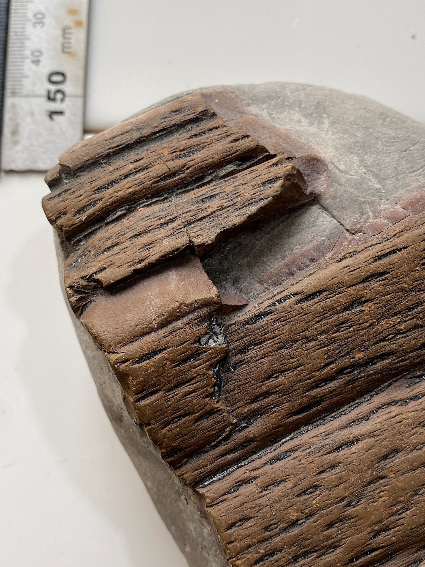 LEPIDODENDRALES : SHALE BED, ALBERT FORMATION, NEW BRUNSWICK, CANADA. 1045g MF4752