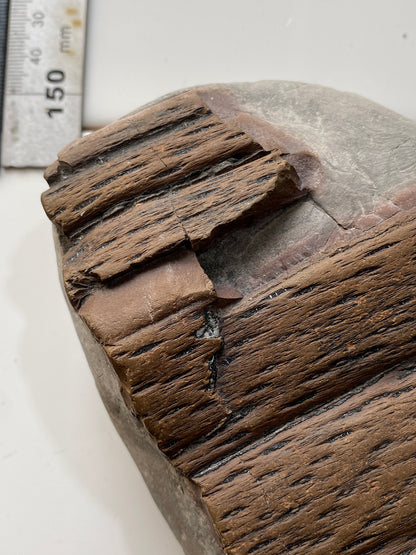 LEPIDODENDRALES : SHALE BED, ALBERT FORMATION, NEW BRUNSWICK, CANADA. 1045g MF4752