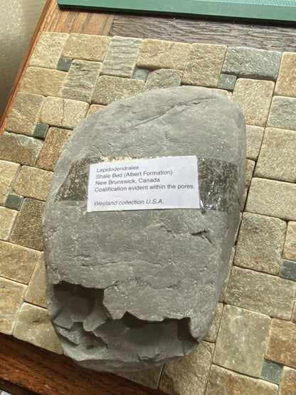 LEPIDODENDRALES : SHALE BED, ALBERT FORMATION, NEW BRUNSWICK, CANADA. 1045g MF4752