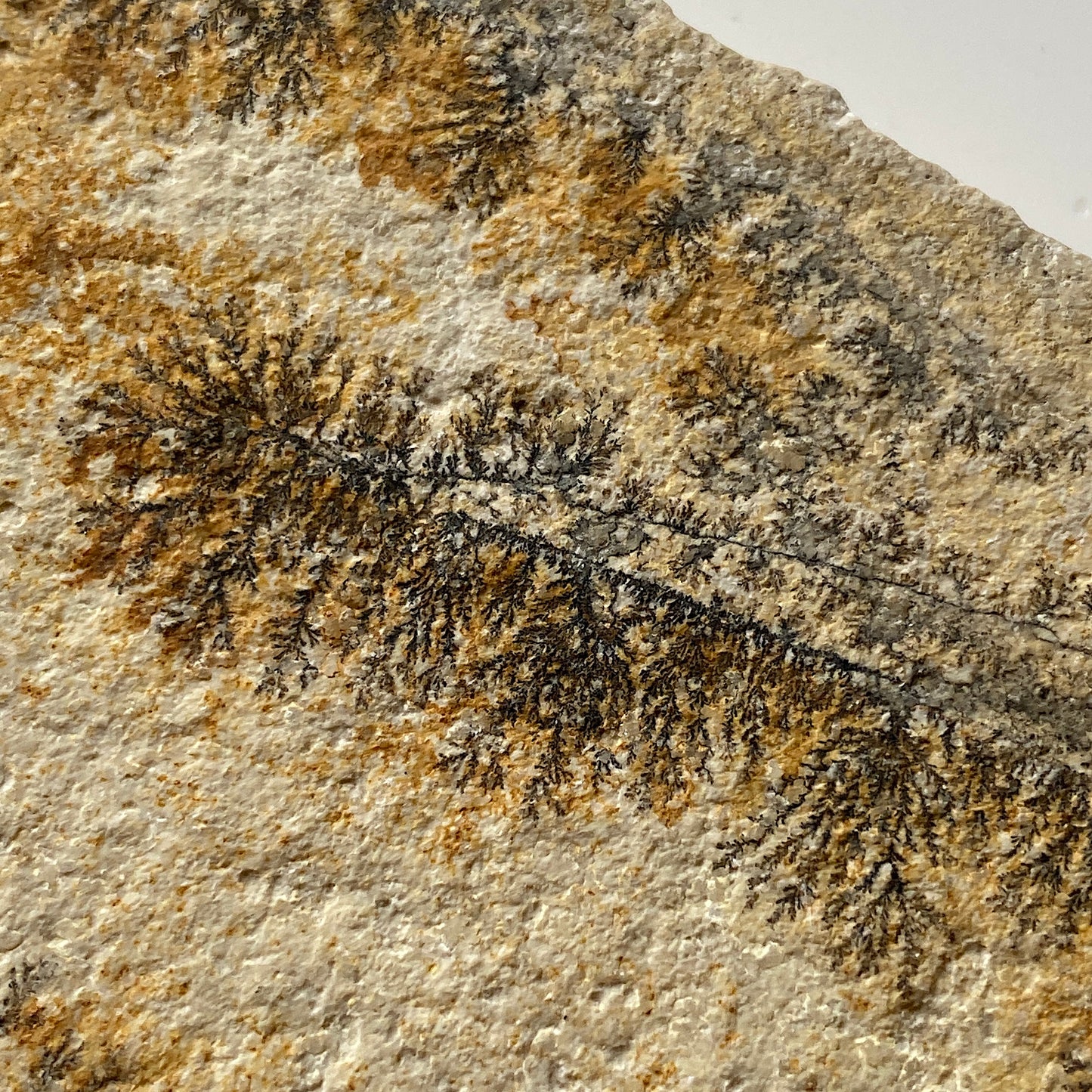 MANGANESE DENDRITES ON MATRIX - SANTIAGO DO CALEM, PORTUGAL 177g MF1023